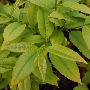 OXYDENDRUM ARBOREUM