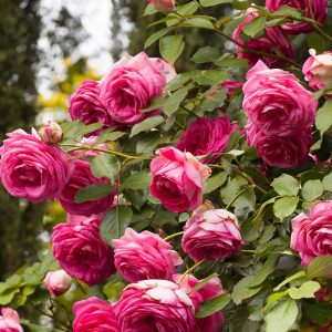 ROSA `PRETTY IN PINK EDEN` - CL