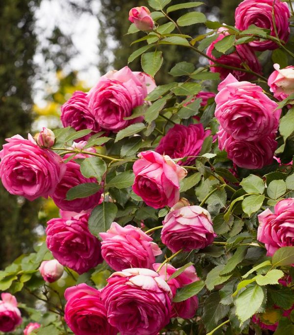 ROSA `PRETTY IN PINK EDEN` - CL