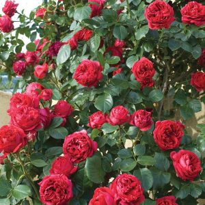 ROSA `RED EDEN ` CL