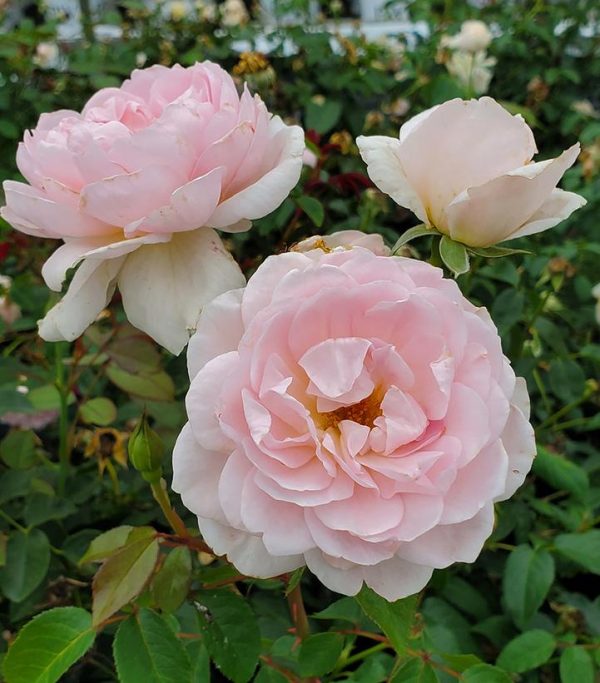 ROSA `SILAS MARNER`
