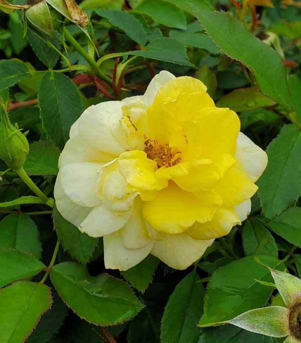 ROSA EE `YELLOW BRICK RD`