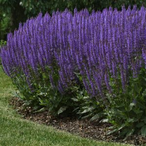 SALVIA `BLUE BY YOU`