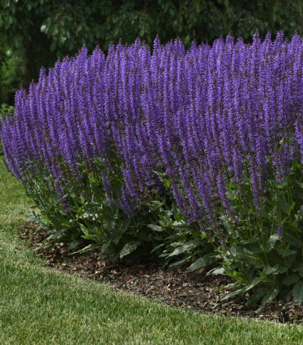 SALVIA `BLUE BY YOU`