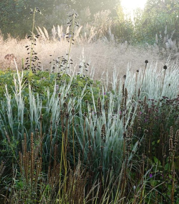 SCHIZACHYRIUM SCOPARIUM `HA HA TONKA`