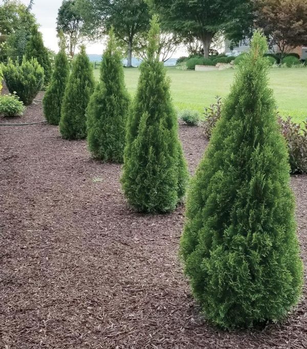THUJA OCCIDENTALIS `EMERALD SQUEEZE`