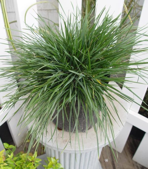 DESCHAMPSIA CESPITOSA `GOLDTAU`