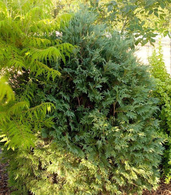 THUJA OCCIDENTALIS `TECHNITO`