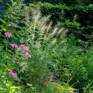 ELYMUS HYSTRIX