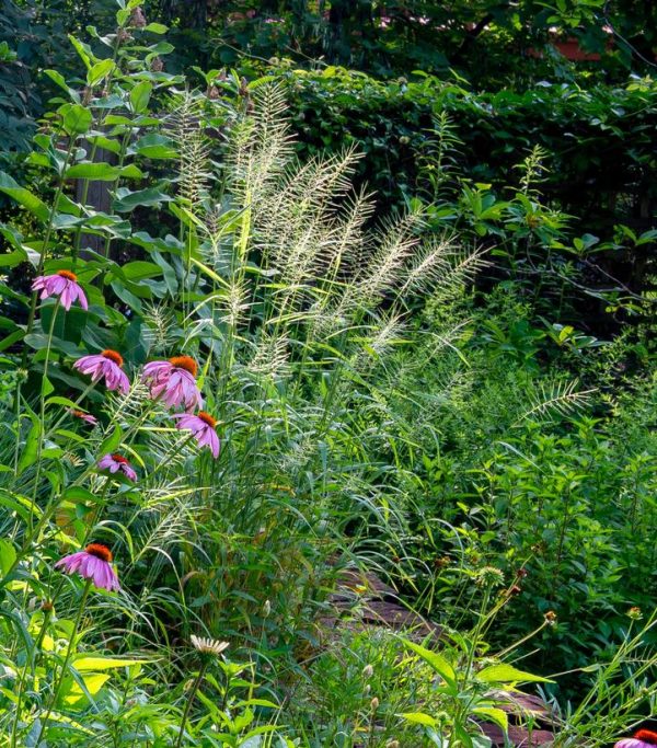 ELYMUS HYSTRIX