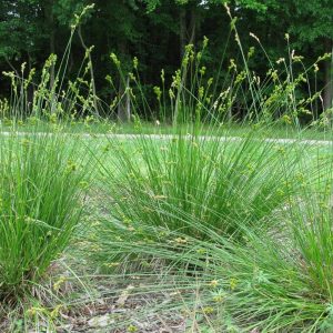 CAREX BICKNELLII