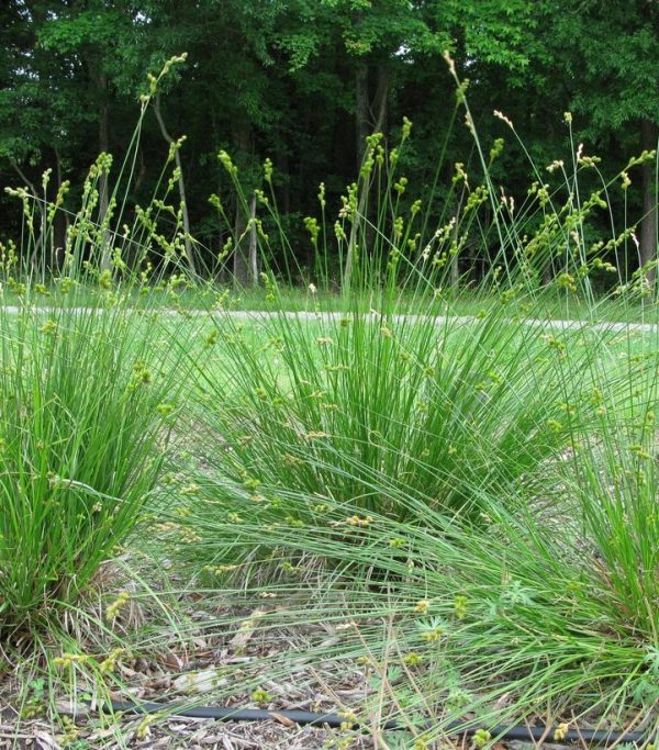CAREX BICKNELLII