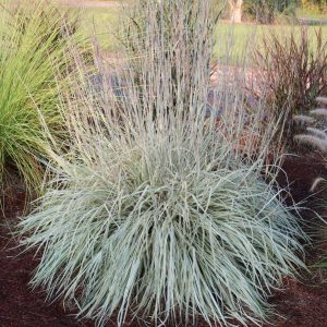 SCHIZACHYRIUM SCOPARIUM `SHINING STAR`