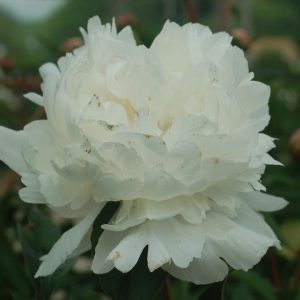 PAEONIA `FESTIVA MAXIMA`