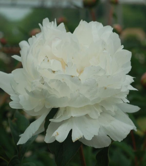 PAEONIA `FESTIVA MAXIMA`