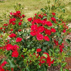 ROSA `FLOWER CARPET MINI CHERRY`