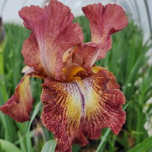 IRIS GERMANICA `PAPRIKA FONO` (RED/YEL)