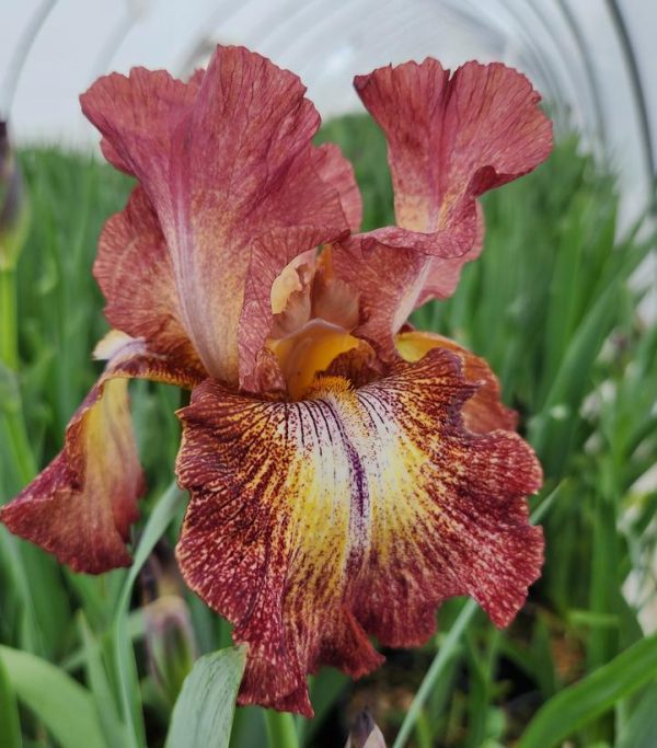 IRIS GERMANICA `PAPRIKA FONO` (RED/YEL)