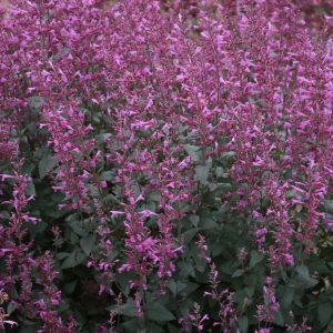 AGASTACHE MEANT TO BEE `ROYAL RASPBERRY`