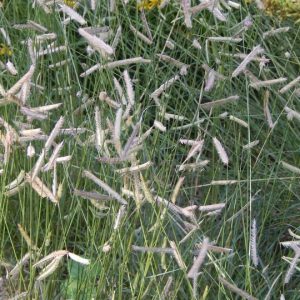 BOUTELOUA GRACILIS