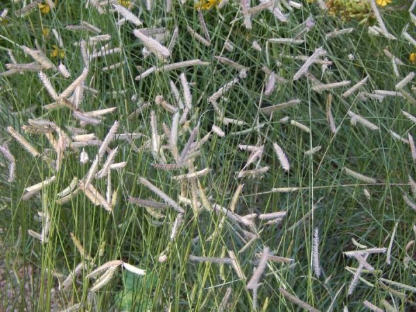 BOUTELOUA GRACILIS