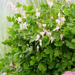 DICENTRA SPECTABILIS `CUPID`