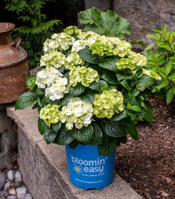HYDRANGEA M `GRIN AND TONIC`