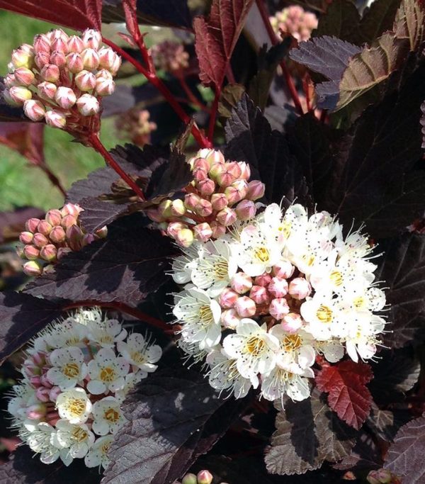PHYSOCARPUS OP. `CHROMA CHAMELEON`