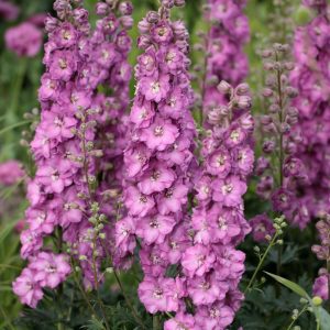 DELPHINIUM DELGENIUS `CHANTAY` (PINK)