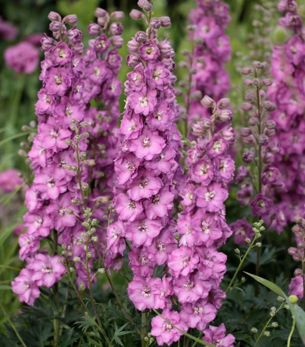 DELPHINIUM DELGENIUS `CHANTAY` (PINK)