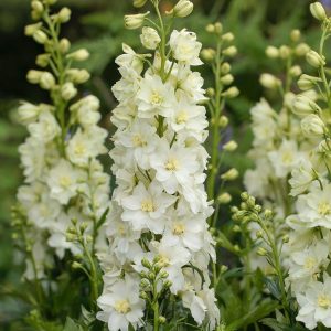 DELPHINIUM DELGENIUS `NEVA` (WHITE)