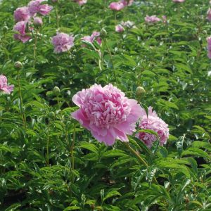 PAEONIA LACTIFLORA `MONSIEUR JULES ELIE`