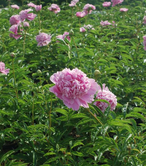 PAEONIA LACTIFLORA `MONSIEUR JULES ELIE`