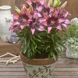 LILIUM FANTASIATIC `HOT SPOT PINK`