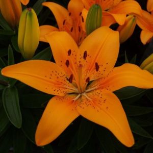 LILIUM FANTASIATIC `PEACH`