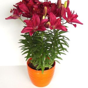 LILIUM FANTASIATIC `RASPBERRY`