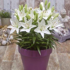 LILIUM FANTASIATIC `WHITE`