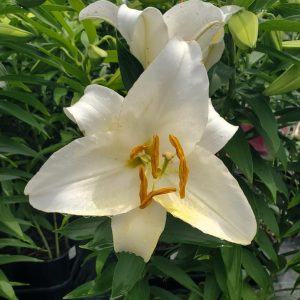LILIUM ORIENTALIS `CASA BLANCA`