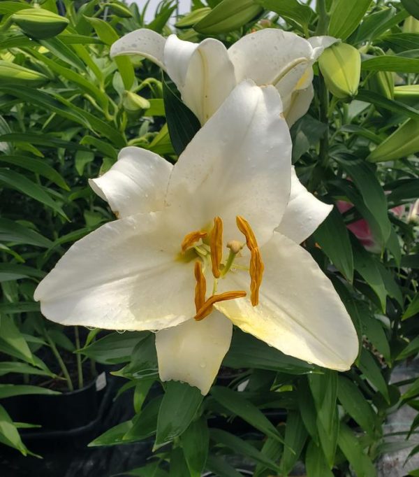 LILIUM ORIENTALIS `CASA BLANCA`