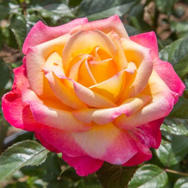 ROSA `ENCHANTED PEACE`