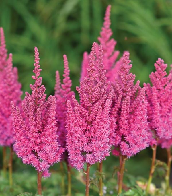ASTILBE YOU AND ME `ALWAYS` (PINK)