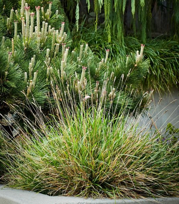 SESLERIA X `GREENLEE HYBRID`