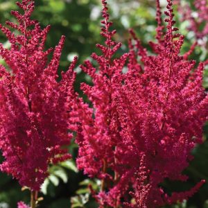 ASTILBE YOU AND ME `FOREVER` (RED)