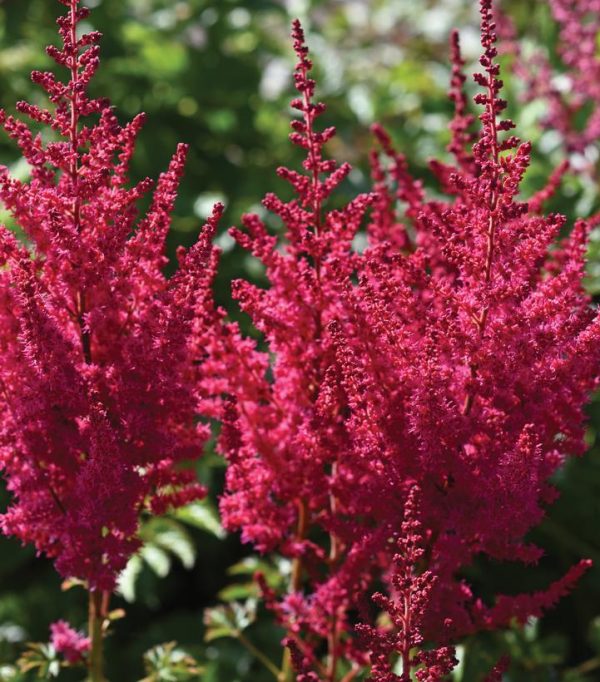ASTILBE YOU AND ME `FOREVER` (RED)