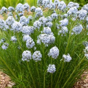 AMSONIA `STRING THEORY`