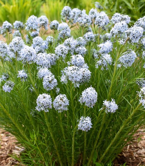 AMSONIA `STRING THEORY`