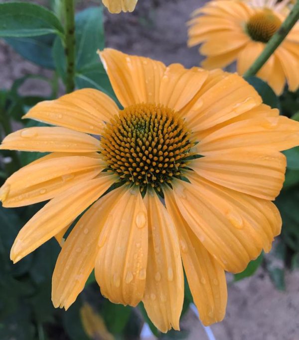 ECHINACEA COLOR CODED `ONE IN A MELON`