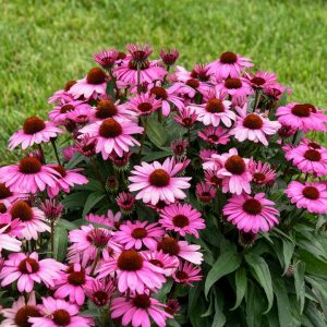 ECHINACEA COLOR CODED `THE FUCHSIA IS BRIGHT`