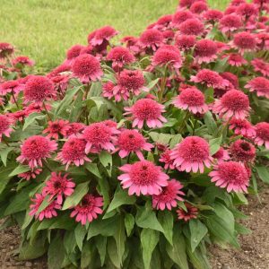 ECHINACEA DOUBLE CODED `RASPBERRY BERET`
