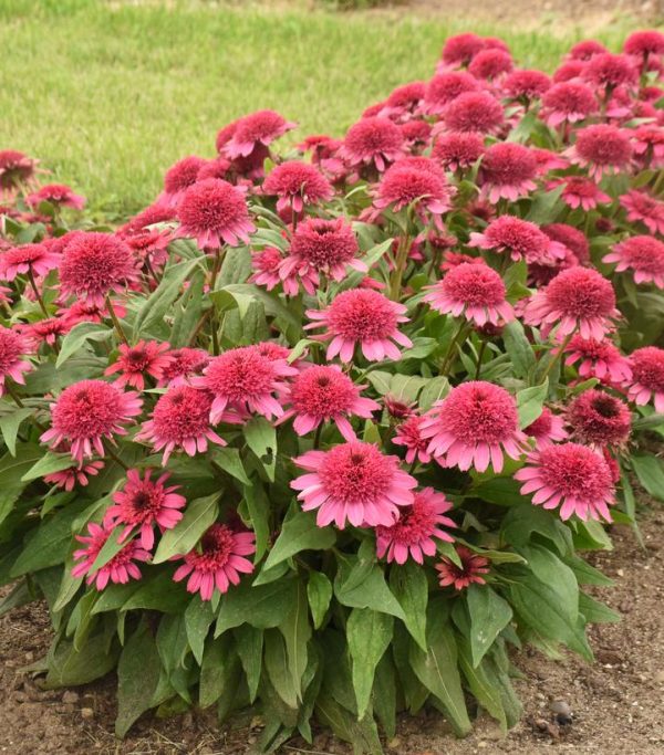 ECHINACEA DOUBLE CODED `RASPBERRY BERET`